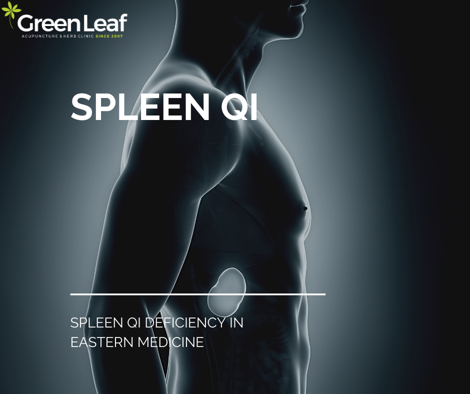 spleen qi, qi deficiency, acupuncture, eastern medicine, tcm, traditional chinese medicine, green leaf acupuncture clinic